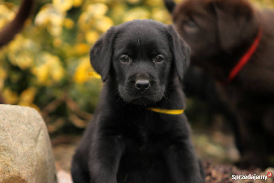 Labrador Retriever czarne i czekoladowe Poniatowice sprzedam