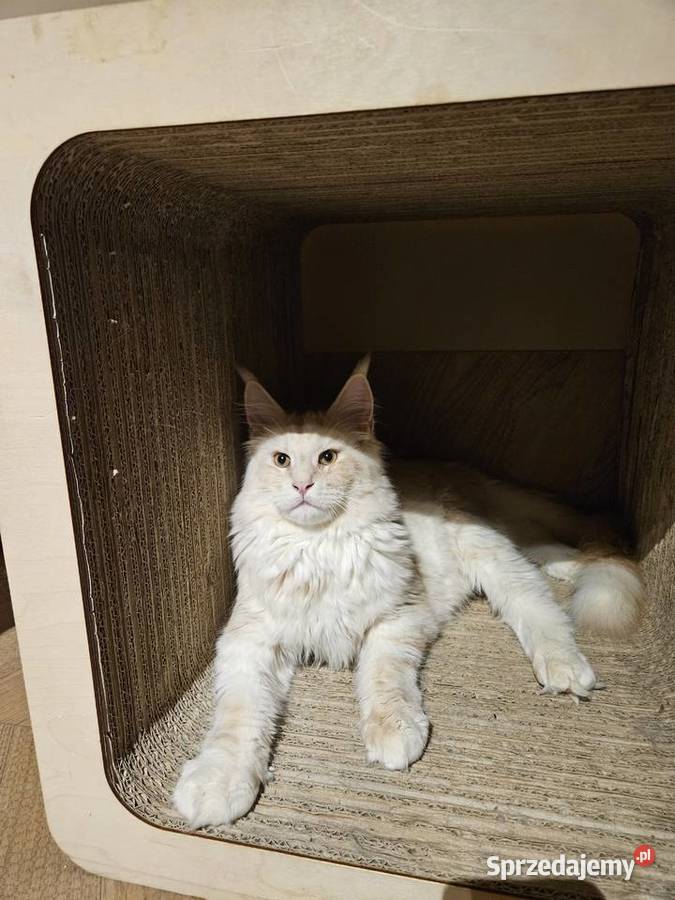 CatsMyLove kociaki Ruda Śląska