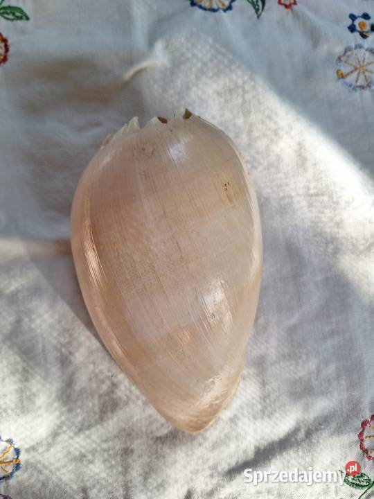 Piękna muszla Melo melo duża