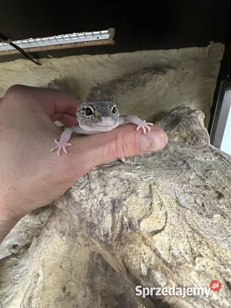Sprzedam gekona lamparciego z terrarium Gady i płazy sprzedam