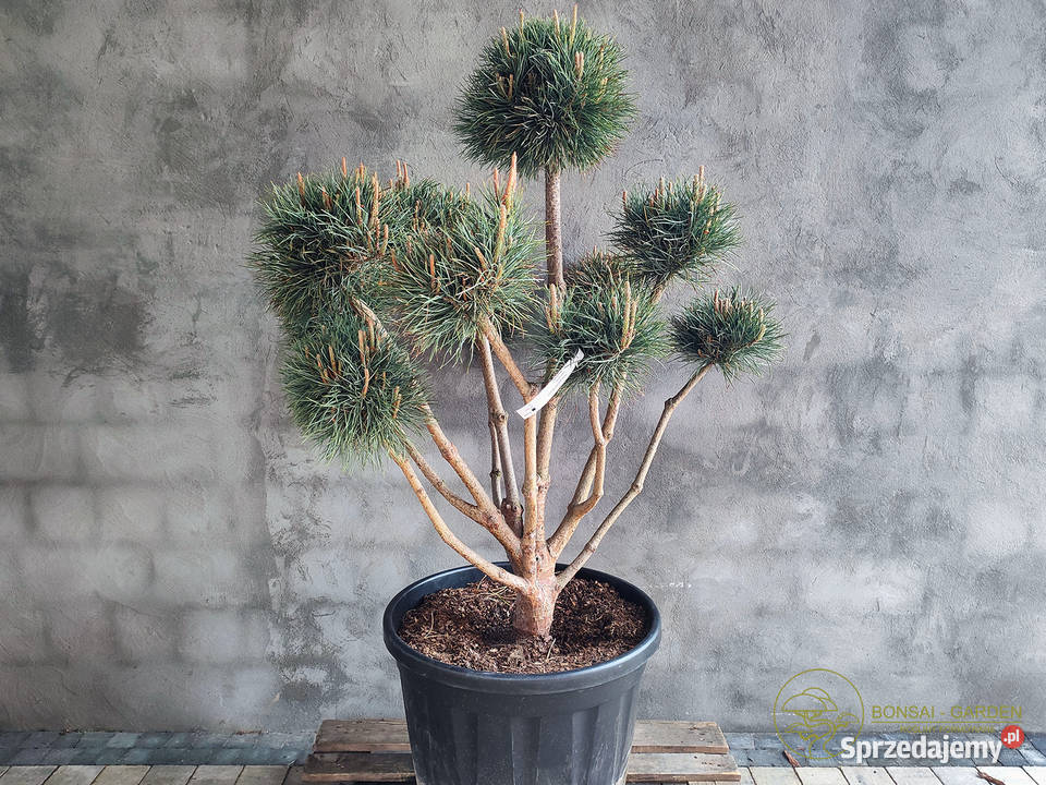 Sosna pospolita formowana 093 NIWAKI BONSAI Iglaste łódzkie Łódź