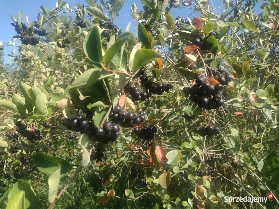 Aronia owoc pełen zdrowia Rośliny przemysłowe Lublin