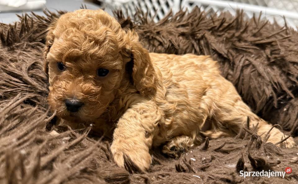 Maltipoo F1B Poznań Pozostałe sprzedam