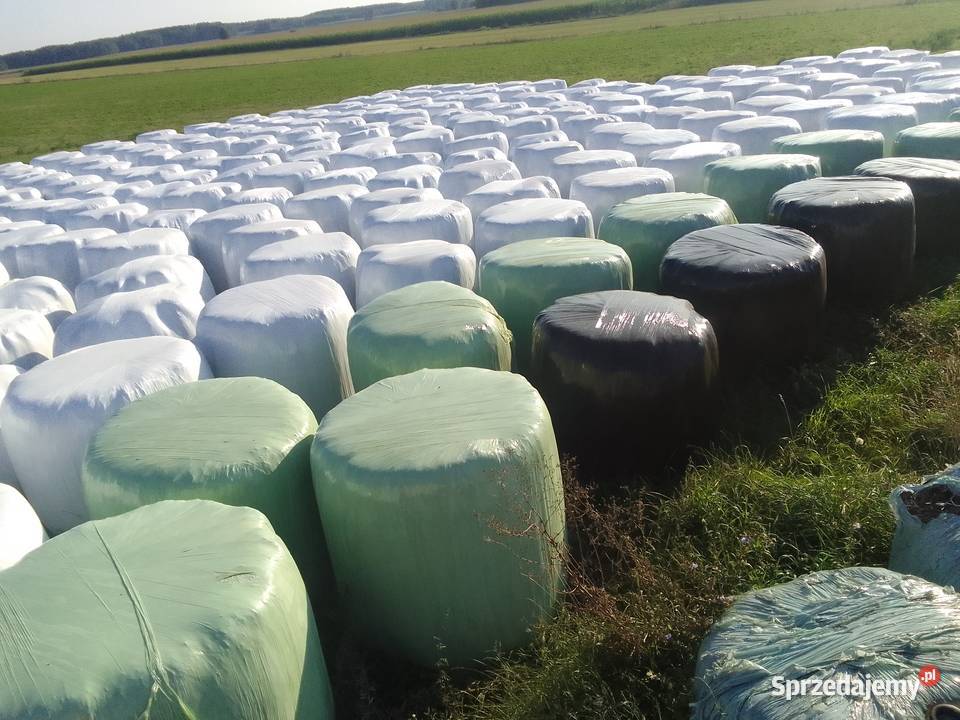 Sianokiszonka z lucerny Ciemniewo