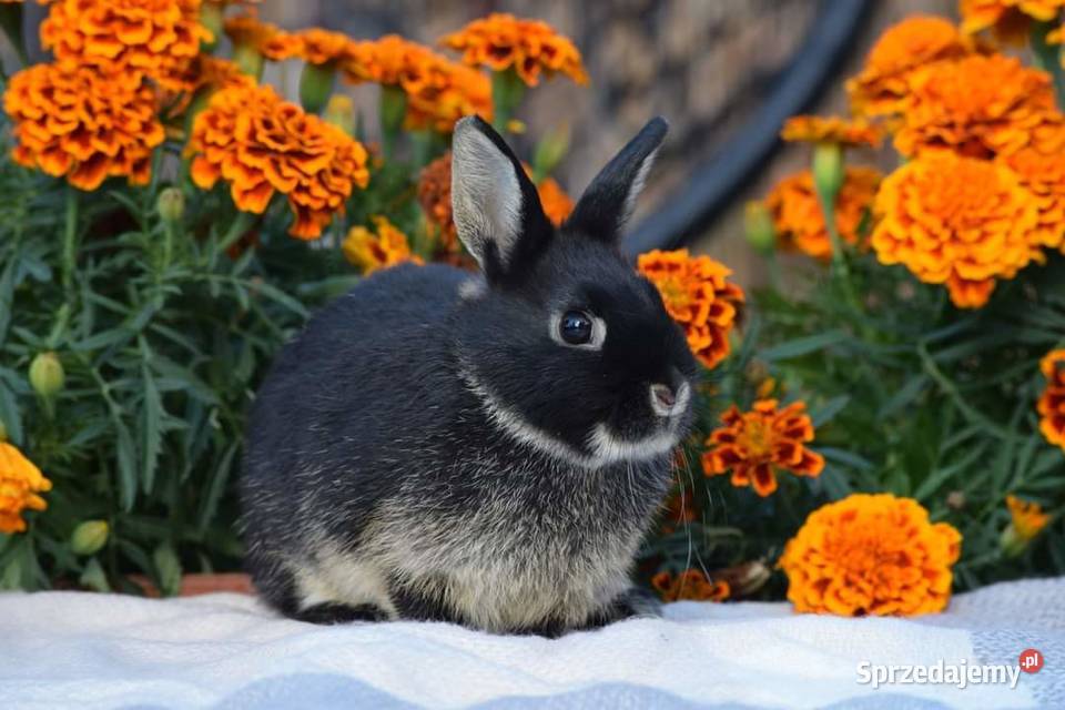 Króliczki mini lop karzełki hodowla Gryzonie Łochów