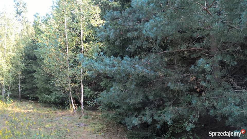 Działka Rolna położona w otulinie Bolimowskiego woda Sokule