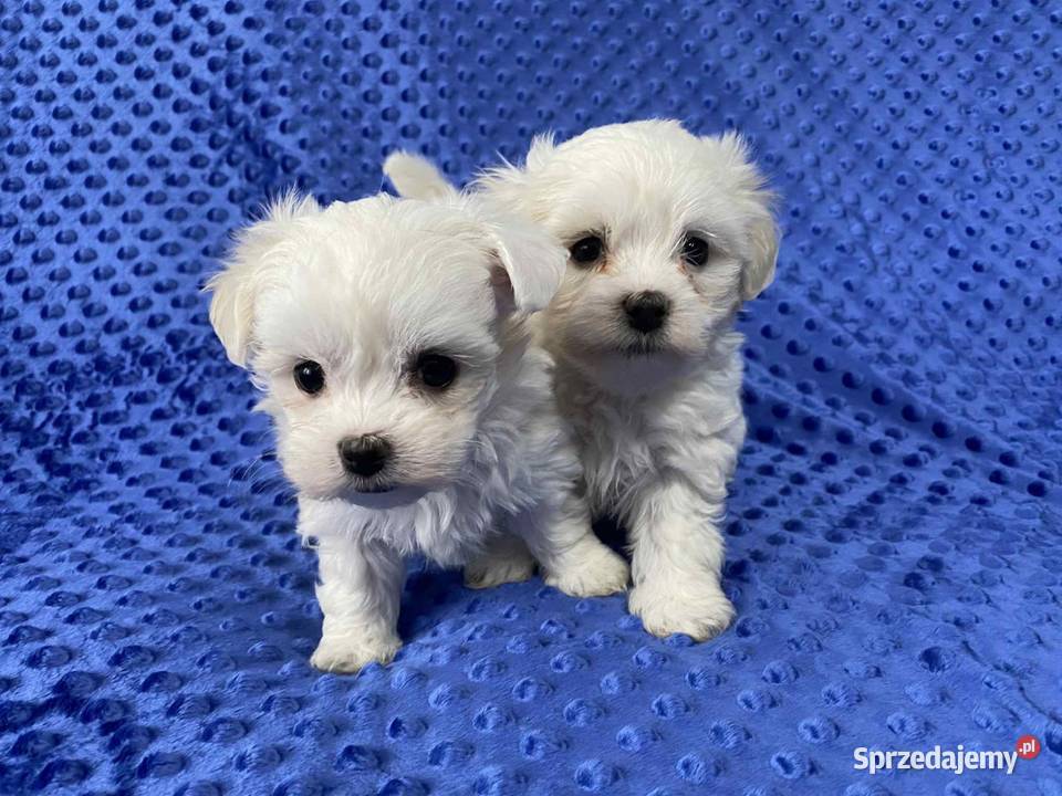 Maltańczyk gotowy do odbioru Będzin