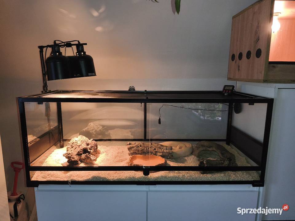 Boa imperator Wałbrzych sprzedam