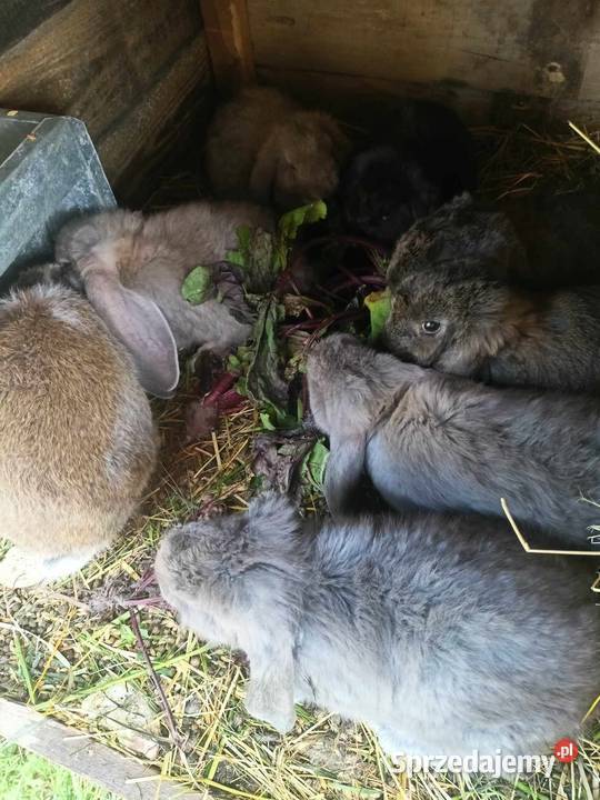 Króliki barany francuskie Zezulin Pierwszy sprzedam