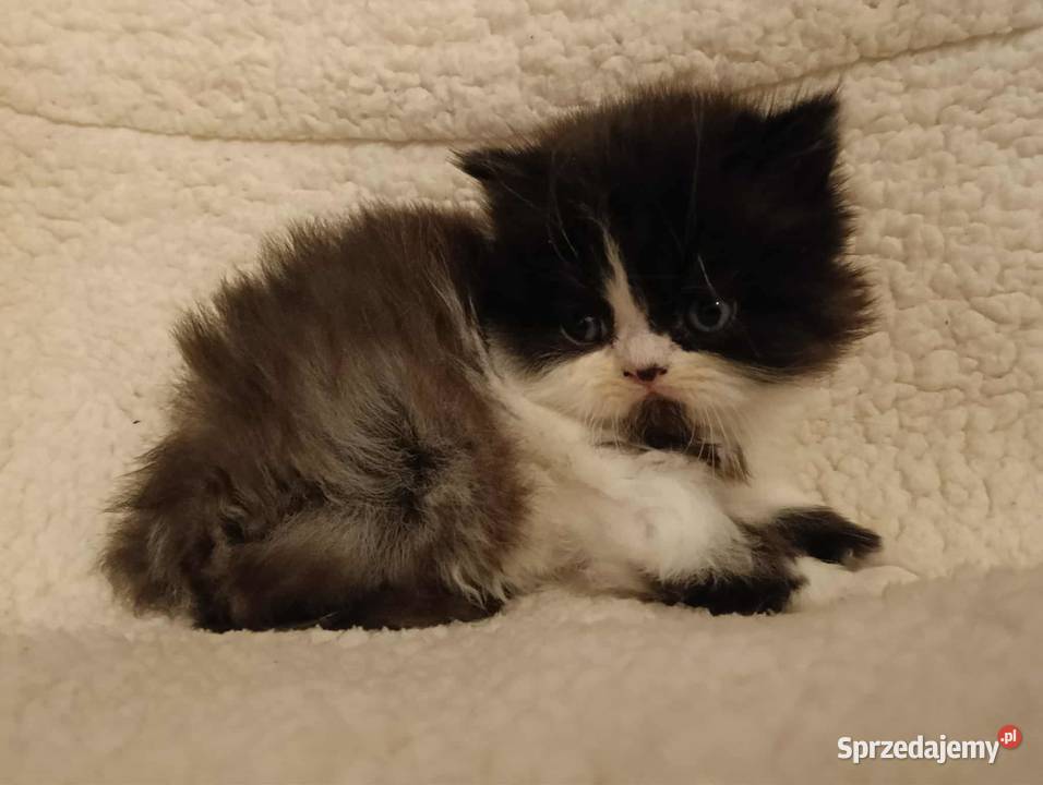 Koty perskie pers persy perski Perski Jedlicze