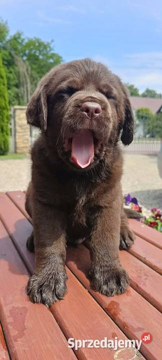 Labrador Retriever ZkwpFCI czekoladowe