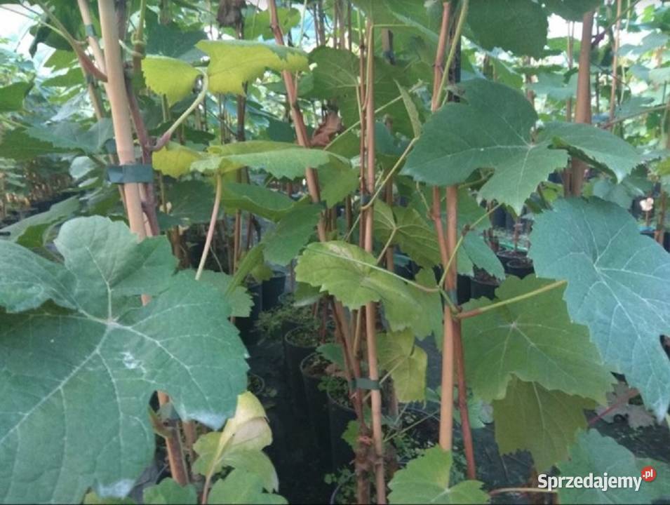 Winogrona sadzonki jasny duży winogron Alieksa Łazy Brzyńskie