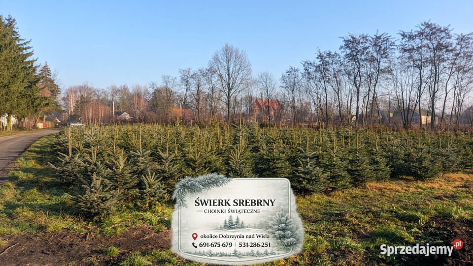 Świerk Srebrny Drzewka Choinki Świąteczne Dobrzyń nad Wisłą