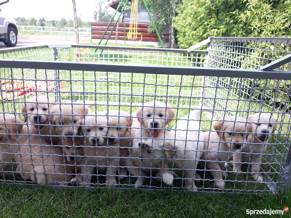 GOLDEN RETRIEVER Rodowódczip Rudniki