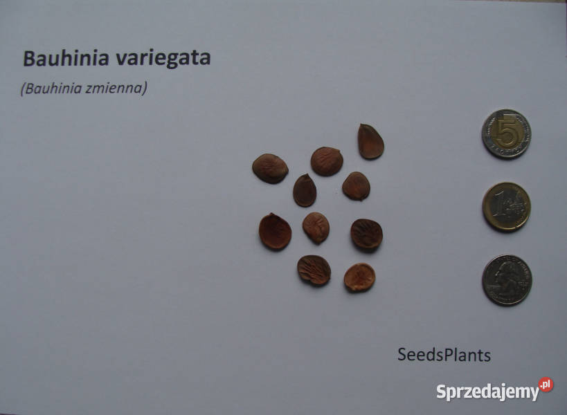 BAUHINIA ZMIENNA Bauhinia variegata NASIONA 300 Lubanie