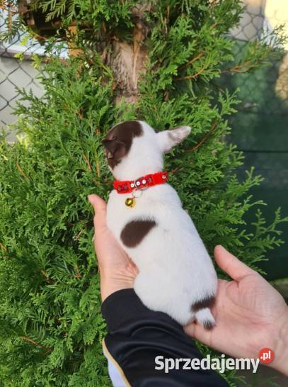 Śliczny piesek Chihuahua biało czekoladowy Częstochowa sprzedam