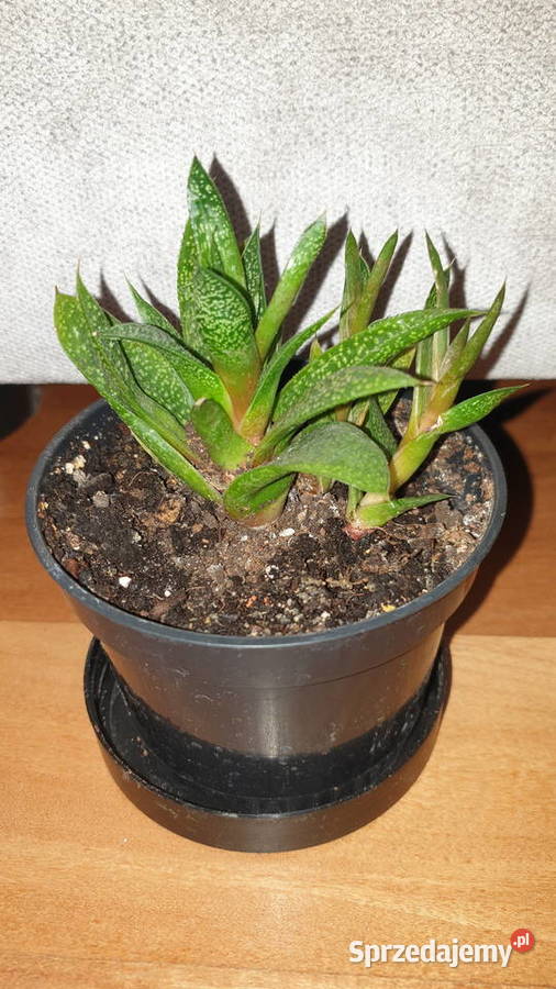 Gasteria sukulent roślina rosnąca Warszawa sprzedam
