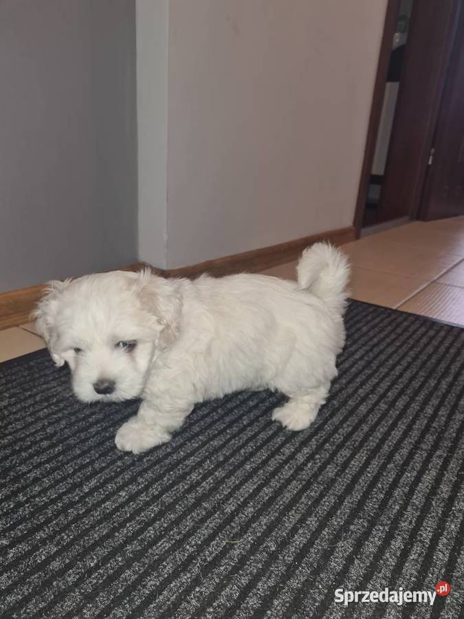 Oddam maltańczyka chłopca Maltańczyk Kwidzyn sprzedam