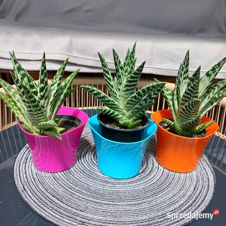 Kaktus aloes Tygrysi Pstry kaktusy