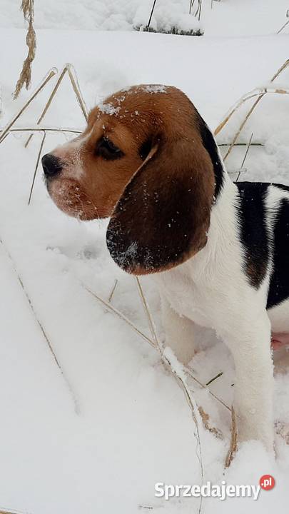 Beagle Tricolor FCI Rzeszów