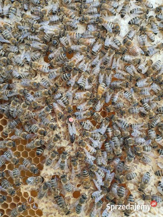 Matki pszczele unasiennione pomorskie
