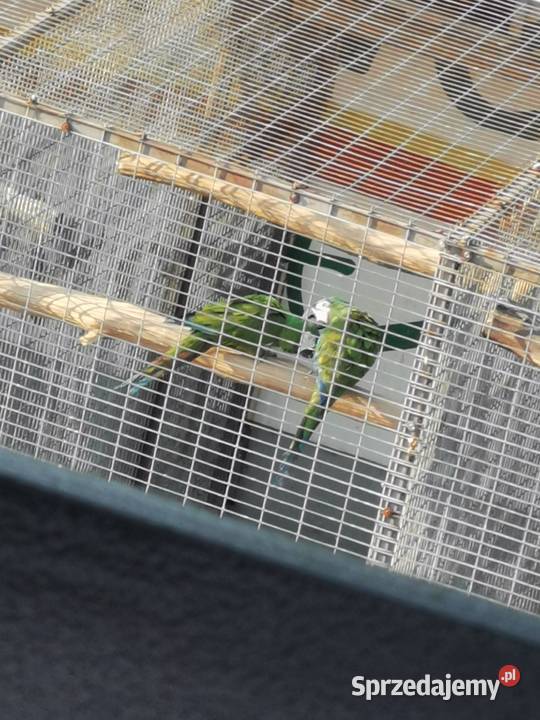 Ara Marakana Para 2023r i 2022r Dorosła do Lęgów wielkopolskie Grodzisk Wielkopolski