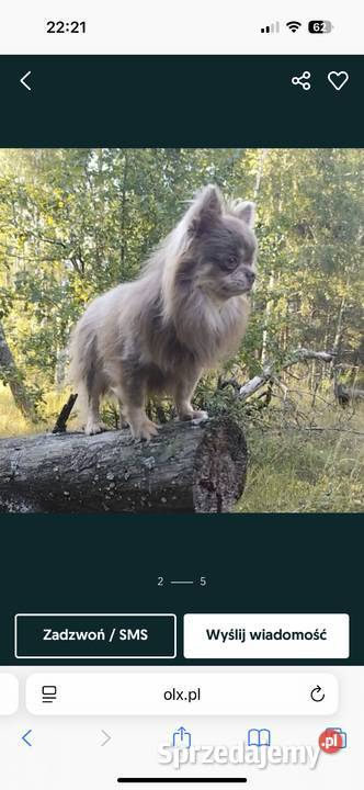 Chihuahua długowłosy FCI Piesek Przecław