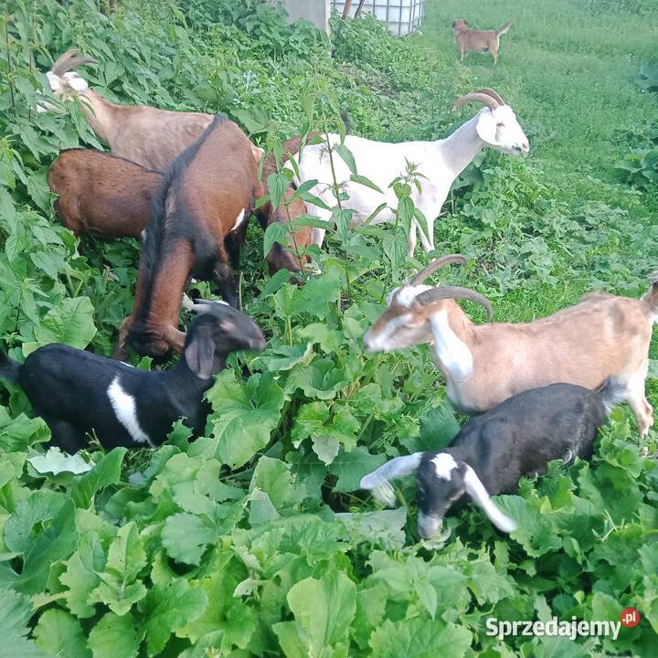 Sprzedam Koziołki i Kozy Anglonubijskie mazowieckie Zwoleń