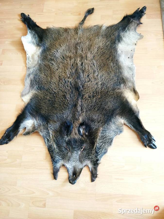 Skóra z dzika Nisko sprzedam