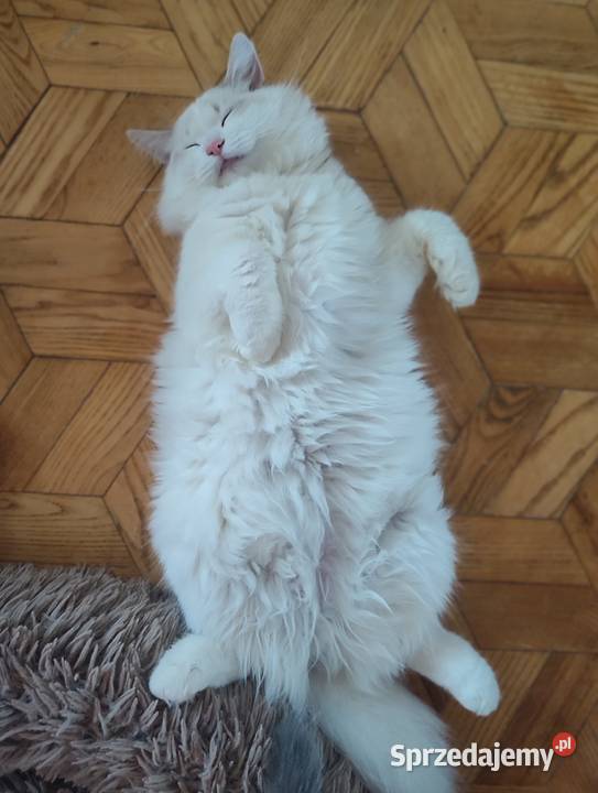 Ulian Dumka cudowny kocurek neva masquerade Warszawa sprzedam