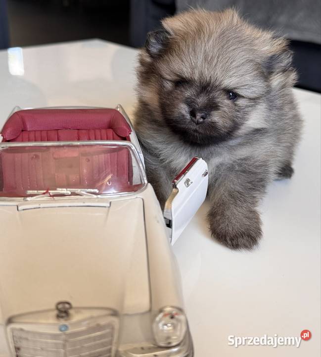 Szpic miniaturowy Pomeranian samiec MIŚ pomorskie Przywidz