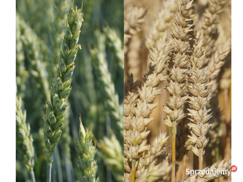 Pszenica ozima Promienna Euforia pomorskie Człuchów
