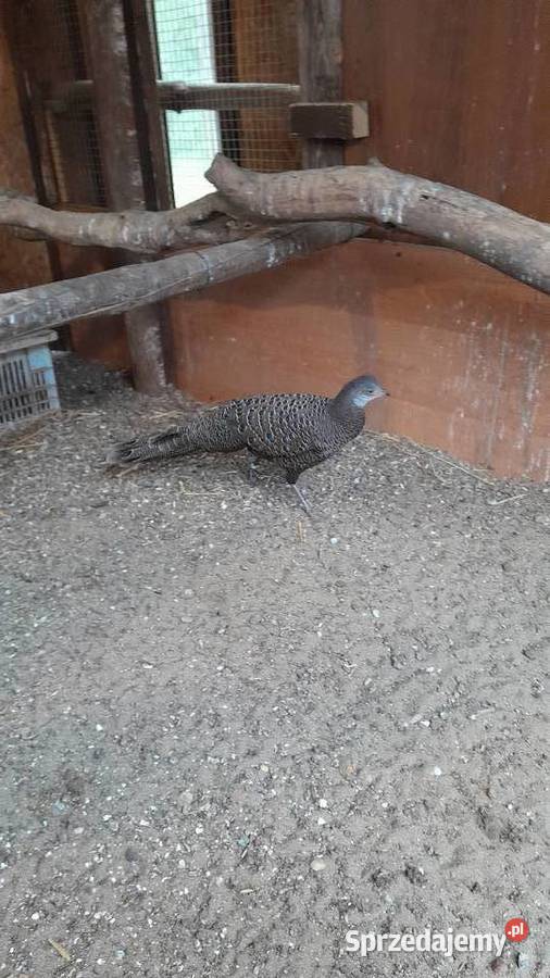 sprzedam bażanty wieloszpony Ptaki Raków