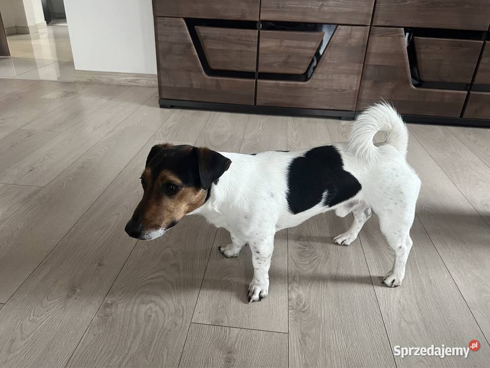 Jack russell terrier reproduktor Janów Lubelski