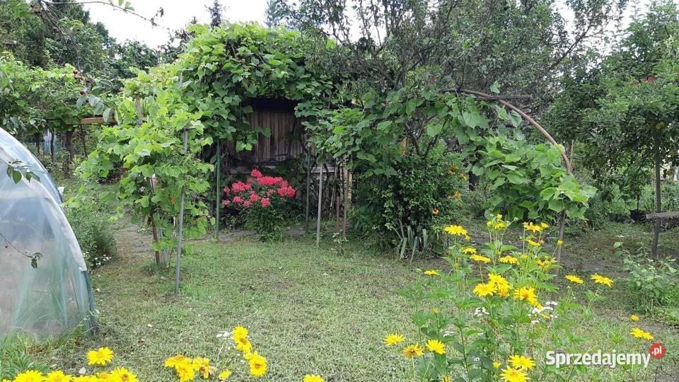 Ogródek działkowy ROD 300 m2 Białołęka Warszawa