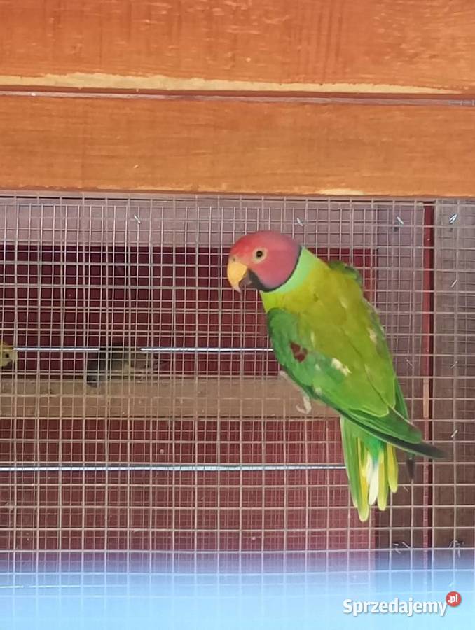 Papugi Aleksandretty Śliwogłowy Kamień Górowski