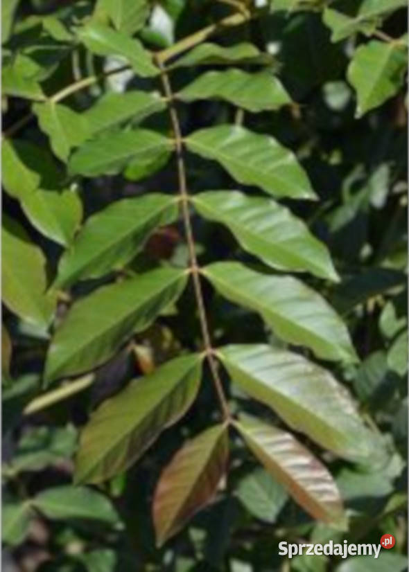 ACROCARPUS FRAXINIFOLIUS Acrocarpus Lubanie sprzedam