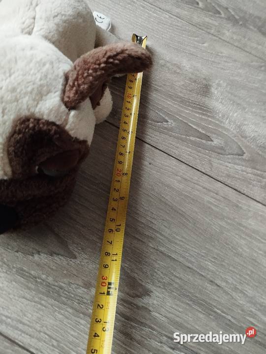 pies pluszak maskotka kolejny wielkopolskie Poznań