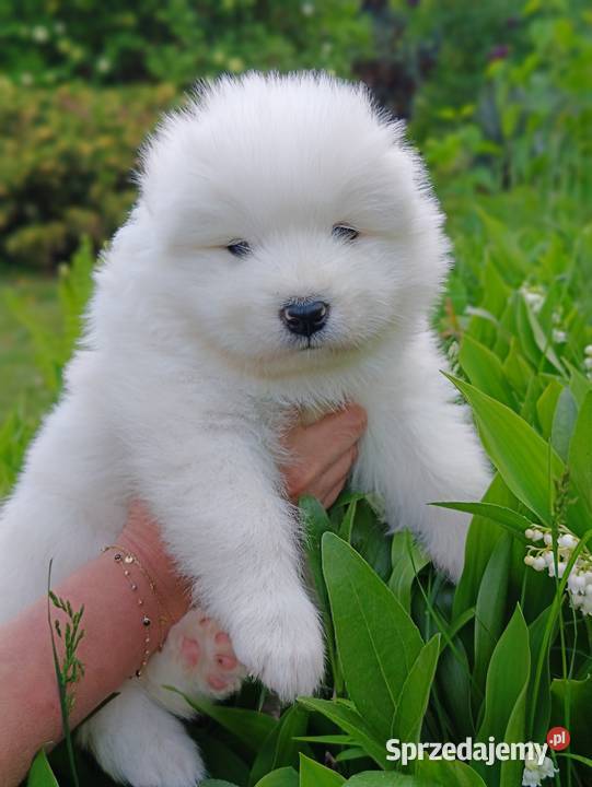 Szczeniaki Samoyed Olszówka