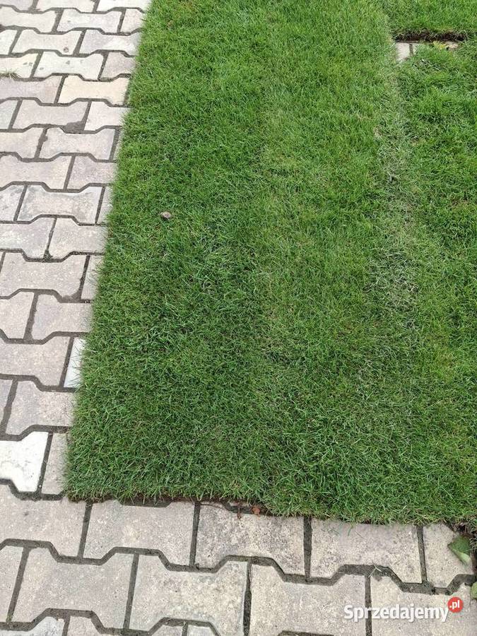 Sprzedam trawę z rolki lubelskie Puławy sprzedam