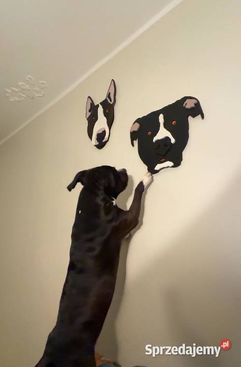 Prezent miłośnika motoryzacji zwierząt sportu dolnośląskie Bystrzyca Kłodzka