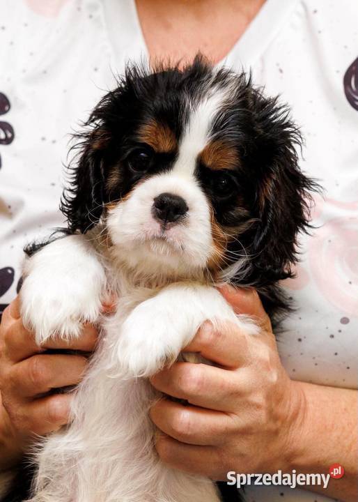 Cavalier King Charles Spaniel Koziegłowy