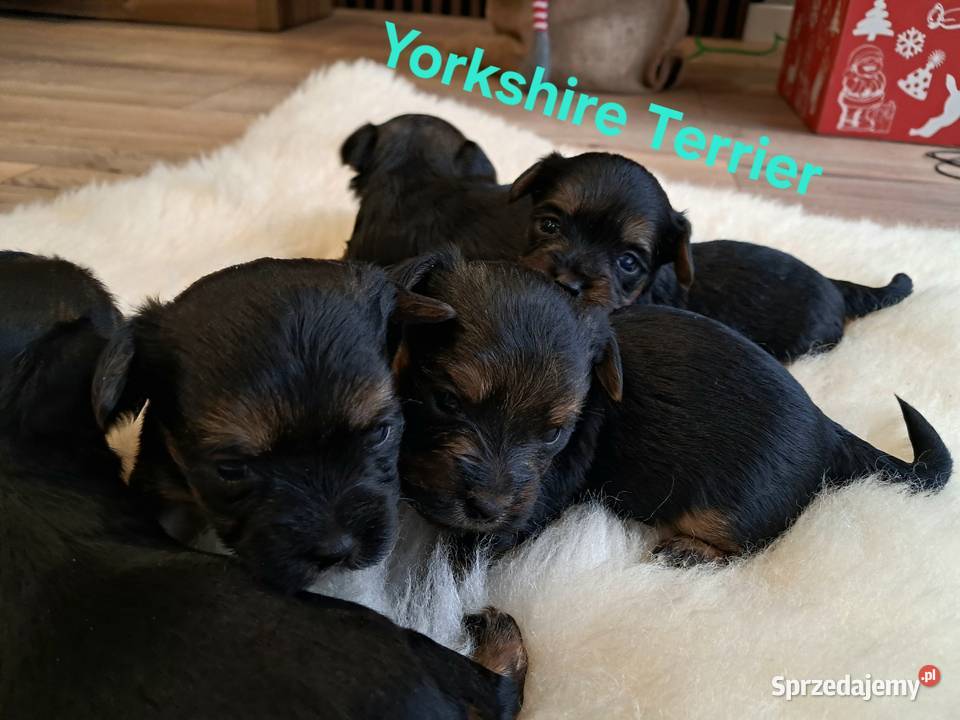Yorkshire Terrier Ostrowiec Świętokrzyski