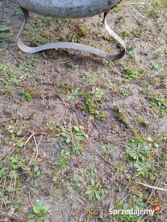 WANNA PRL OCYNK Konin