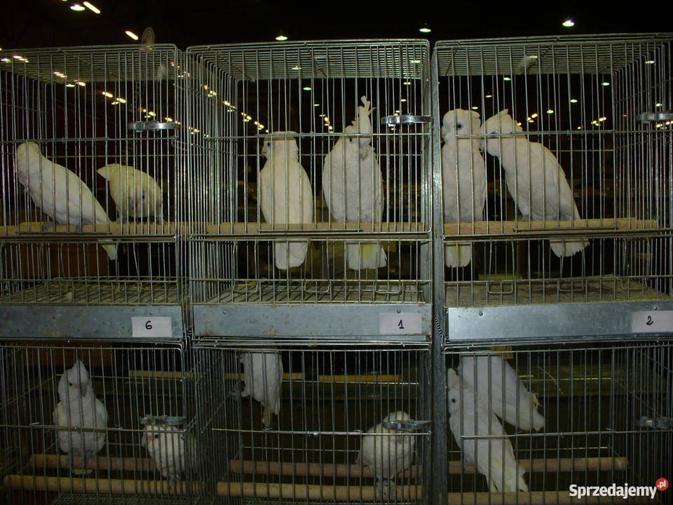 Ptaki egzotyczne giełda Zwolle