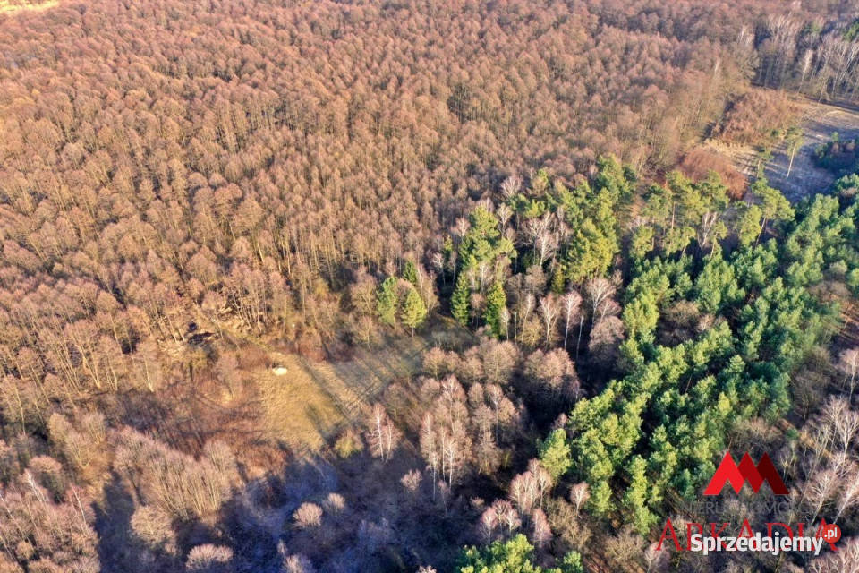 sprzedaży działki Wistka Królewska 3100m 3100m2