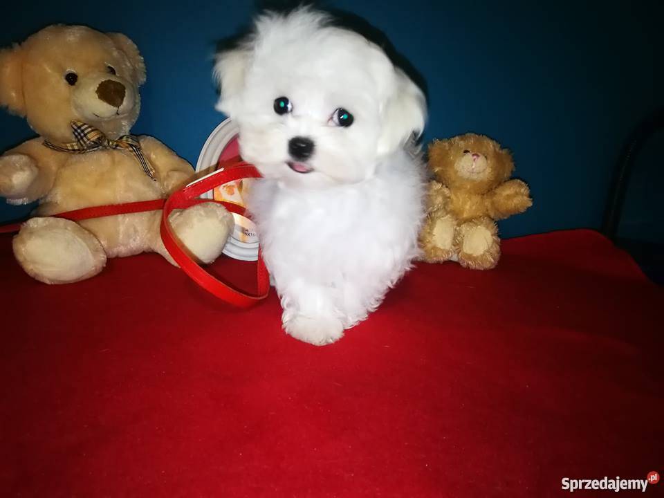 Maltańczyki z rodowodem typ koreański Warszawa