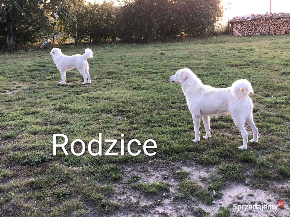 Owczarek Podhalański piękne szczenięta z metryką Owczarek Radzyń Chełmiński