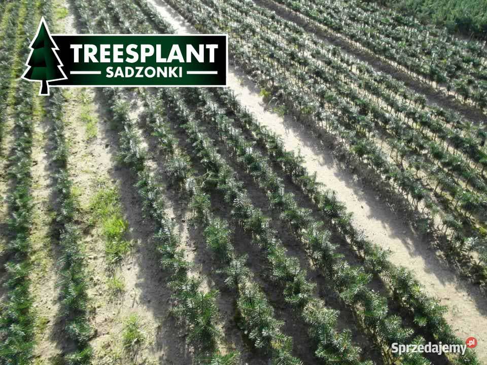 Jodła Kaukaska 1220 sadzonki na plantacje świerk