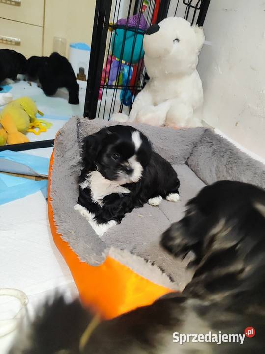 Shih tzu Psy Zyck Polski